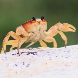 Un petit crabe jaune et orange avec des yeux noirs. 