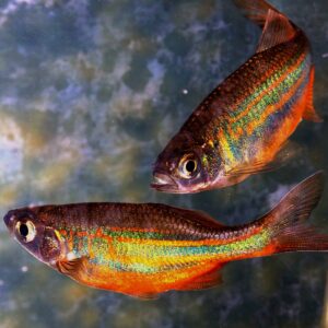 Deux poissons orange, vert et violet.